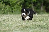 BERGER AUSTRALIEN PUPPIES 349